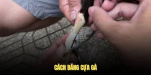 Cách Băng Cựa Gà Chuẩn Và Những Lợi Ích Khi Thực Hiện