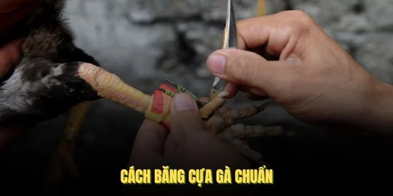 Cách băng cựa gà chuẩn xác cần được thực hiện theo đúng trình tự từng bước