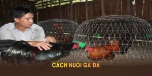 Cách Nuôi Gà Đá Chuẩn Xác Và Những Phương Pháp Hiệu Quả