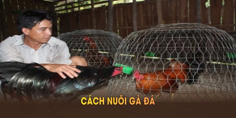 Cách Nuôi Gà Đá Chuẩn Xác Và Những Phương Pháp Hiệu Quả