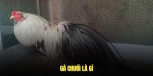 Gà Chuối Là Gì? Khám Phá Giống Gà Chiến Đặc Biệt Này