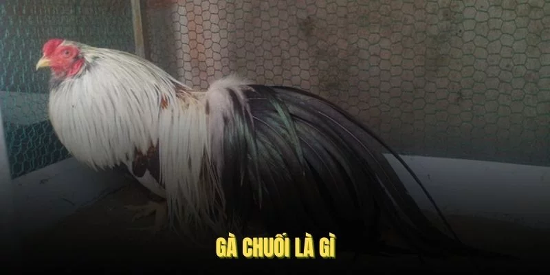 Gà Chuối Là Gì? Khám Phá Giống Gà Chiến Đặc Biệt Này