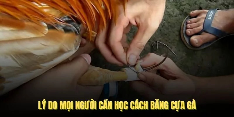 Lý do mọi người cần học cách băng cựa gà chuẩn