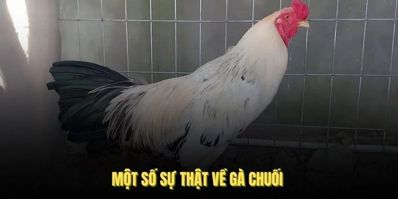 Một số sự thật về gà chuối mà nhiều người muốn biết