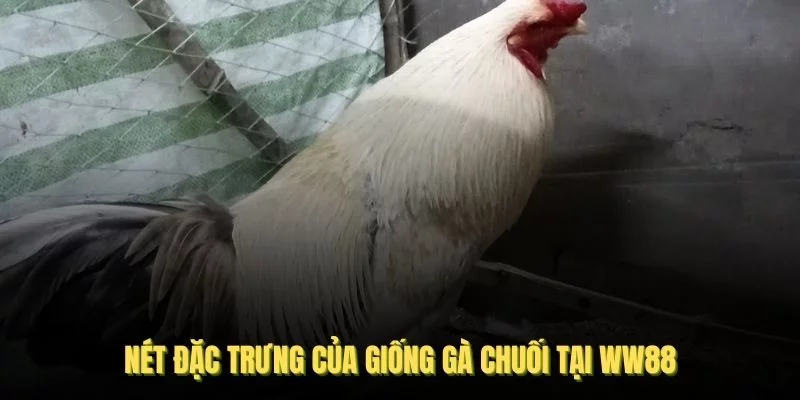 Điểm qua các nét đặc trưng của giống gà chuối tại WW88