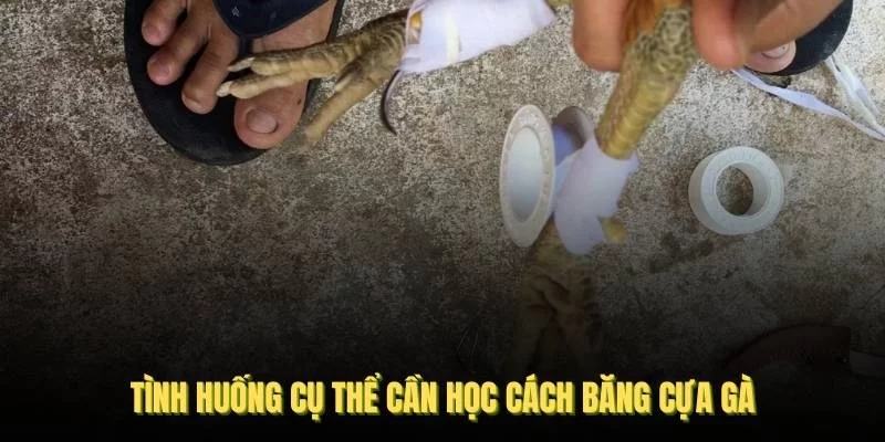 Một số tình huống cụ thể cần học cách băng cựa gà