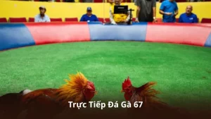 Trực Tiếp Đá Gà 67 – Hướng Dẫn Xem Nhanh, Không Giật Lag