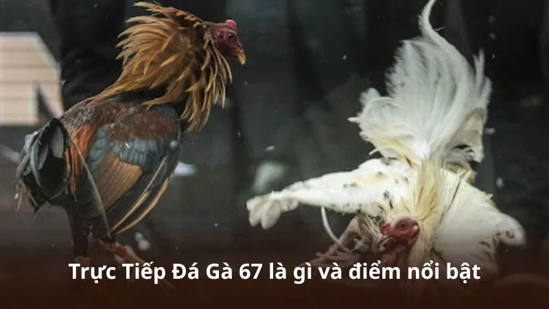 Trực Tiếp Đá Gà 67 là gì và điểm nổi bật Trực Tiếp Đá Gà 67 là gì và điểm nổi bật